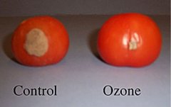 臭氧可以在數(shù)周內保護水果免受腐爛